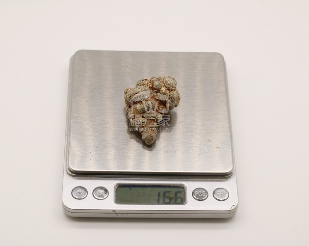 30頭文山三七