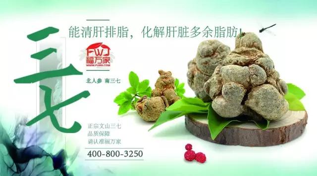 三七能化解肝臟多余脂肪