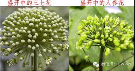 盛開中的三七花