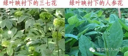 綠葉下的三七花和人參花
