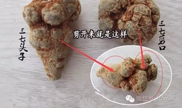 三七剪口對比