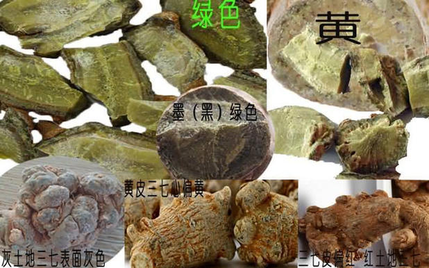 三七顏色對比