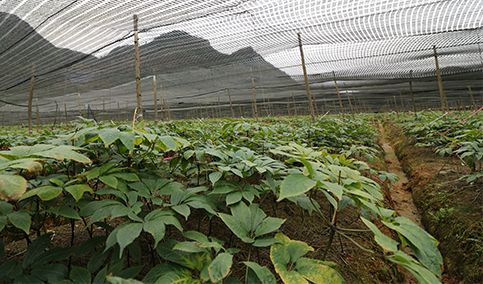 福萬家種植基地