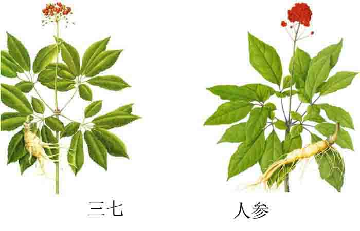 三七與人參圖鑒對(duì)比