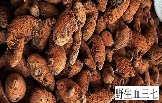 血三七圖片