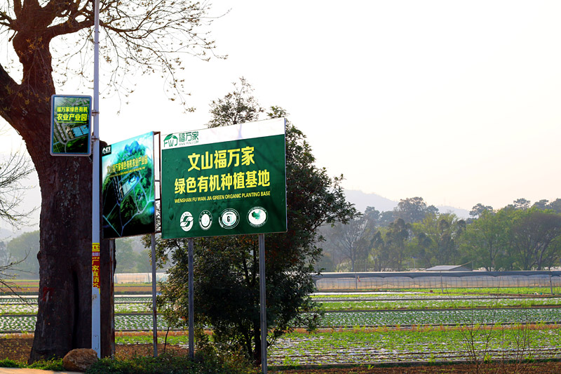 福萬(wàn)家三七種植基地
