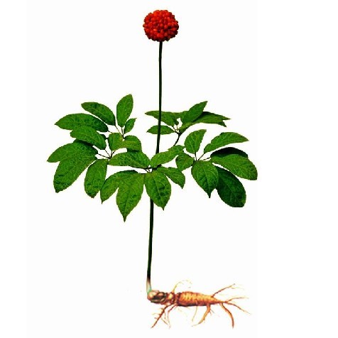 三七整體圖片，三七哪個部位價(jià)值最高？