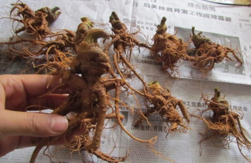 新鮮三七