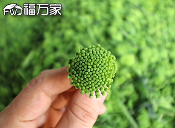 福萬(wàn)家三七花