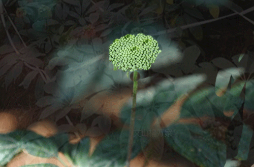 三七花桿