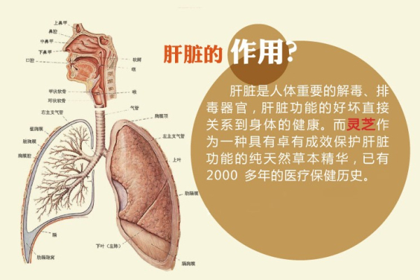 肝臟的作用