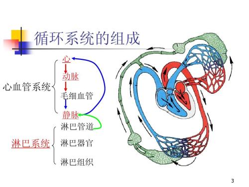 人體循環(huán)系統(tǒng)的組成