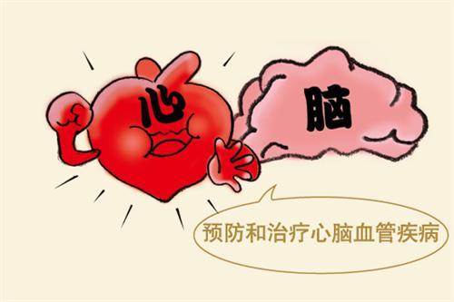 三七粉可以預(yù)防和治療心腦血管疾病