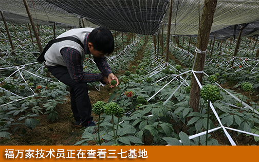 福萬家技術(shù)員正在查看三七基地