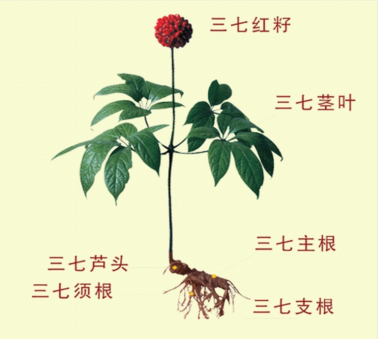 云南文山三七的各個組成部分