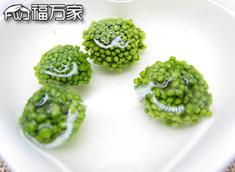 三七花