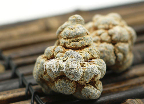 20頭三七