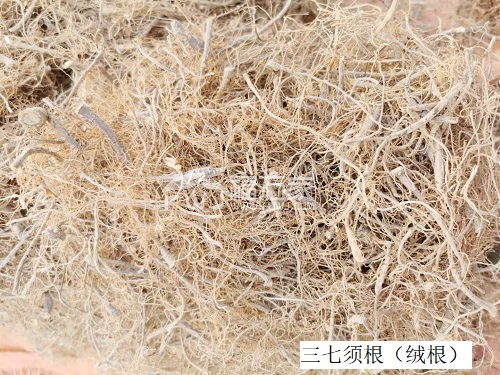 三七須根怎么吃