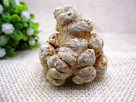 三七的大小與效果