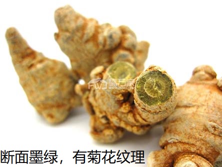 斷面墨綠色的三七
