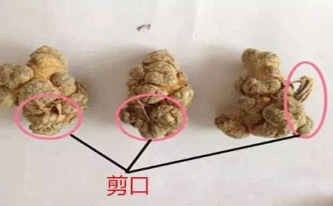 不帶剪口的三七