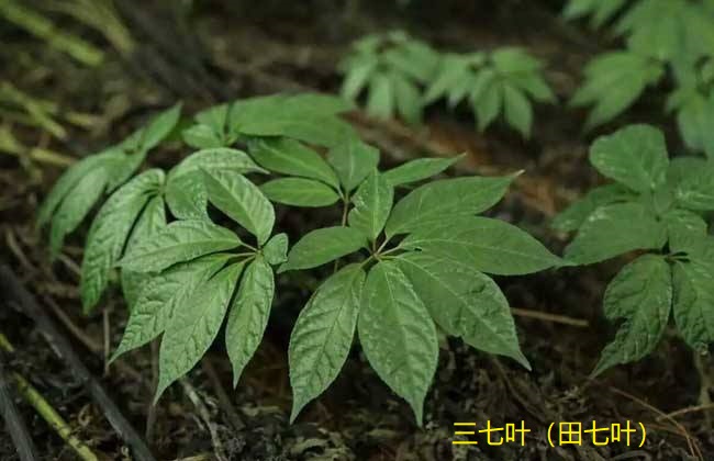 三七葉