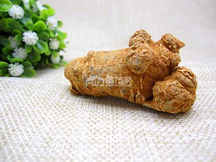 哪種三七好