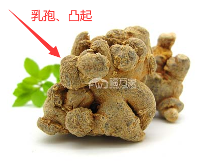 三七頭