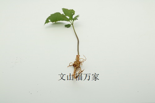 田七幼苗