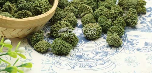 三七花的藥用價(jià)值