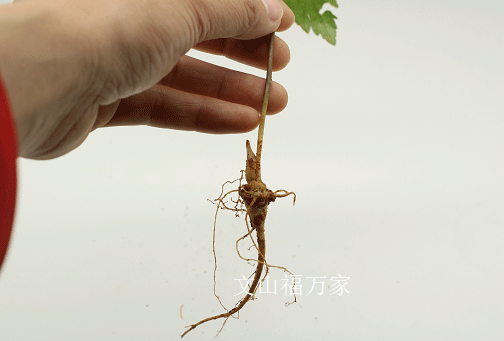 三七如何種植