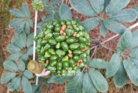 種三七的種子