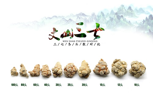 文山三七頭數(shù)
