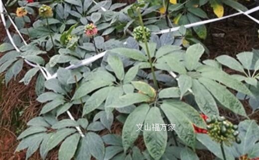 新鮮三七葉