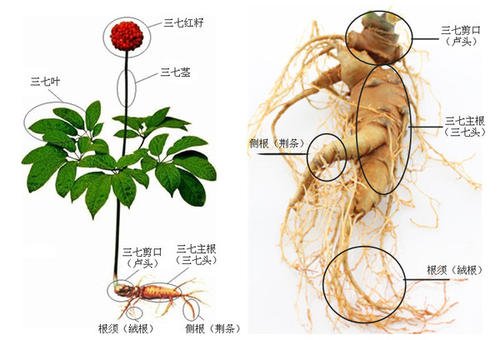 原來文山三七長這樣