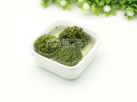 三七花是涼性即寒性