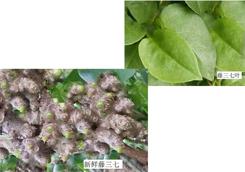 藤三七與三七不是一種