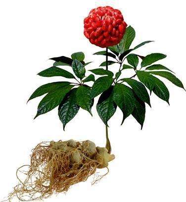 三七要種植多少年