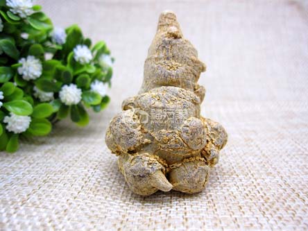 三七幾頭好