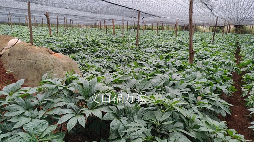 云南文山三七種植基地