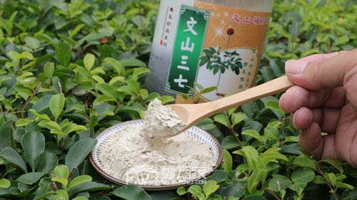 三七粉生吃效果好嗎