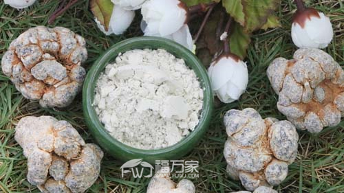 三七買哪種好