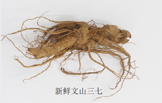 新鮮三七有點軟