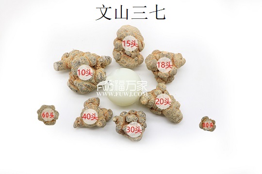 田七二十頭的怎么樣
