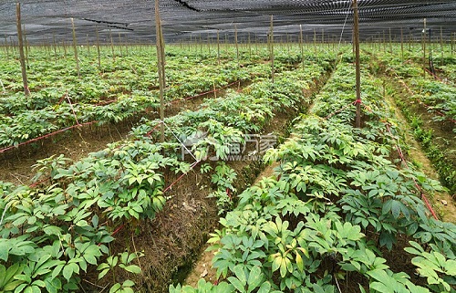 三七種植基地