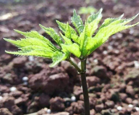 三七從哪里采挖