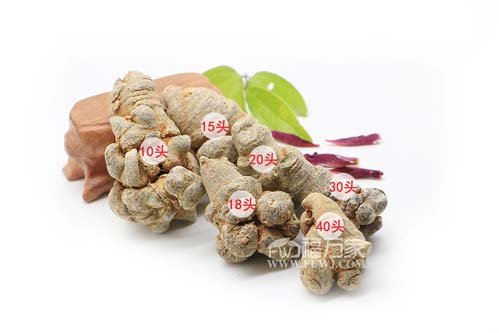 三七的分類