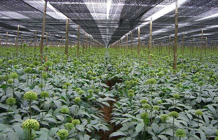 三七在哪里種植合適