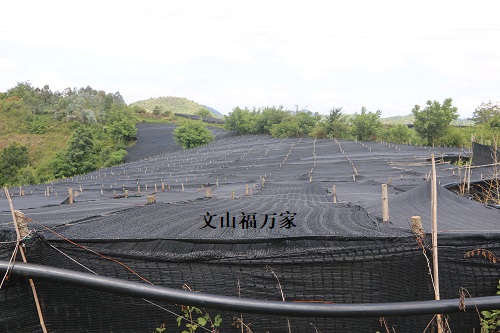 三七種植怕下雪