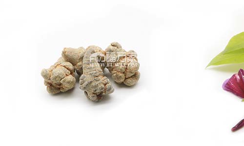 三七是種植物